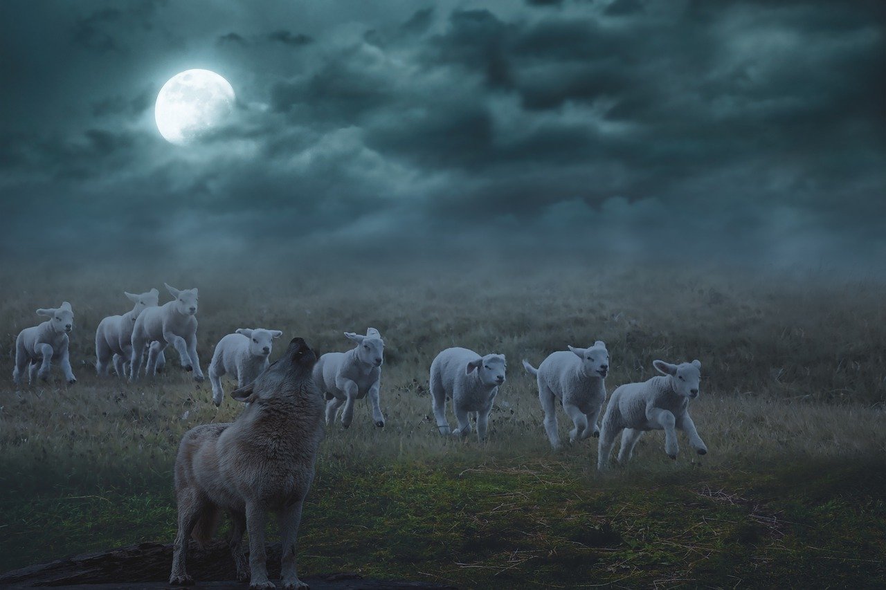 wolf, lambs, night, field, animals, moon, cloudy, rural, fantasy, sheep, meadow, landscape, moonlight, howling, wolf, wolf, nature, wolf, wolf, wolf, moon, fantasy, fantasy, sheep, sheep, sheep, sheep