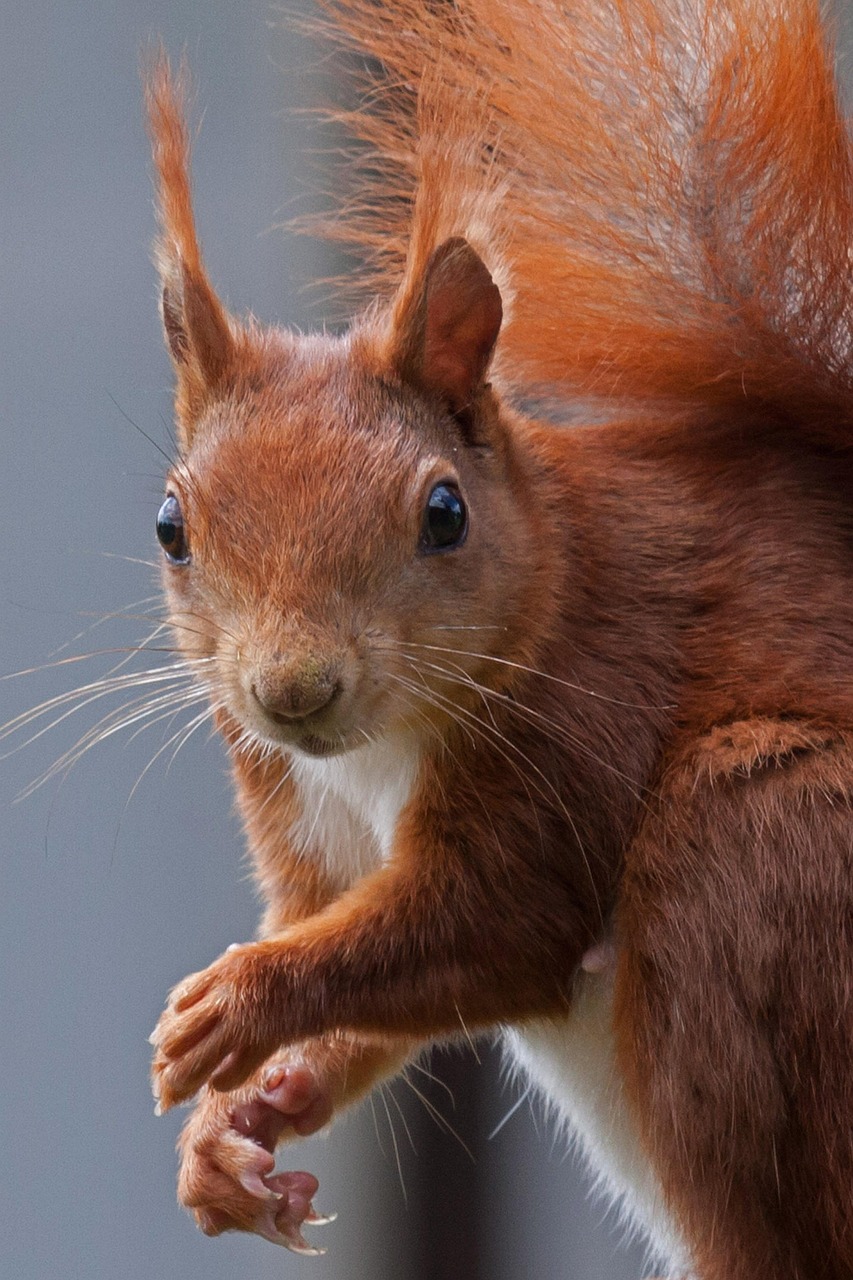 squirrel, nature, possierlich, oak kitten, naughty, squirrel, squirrel, squirrel, squirrel, squirrel, nature, nature, naughty