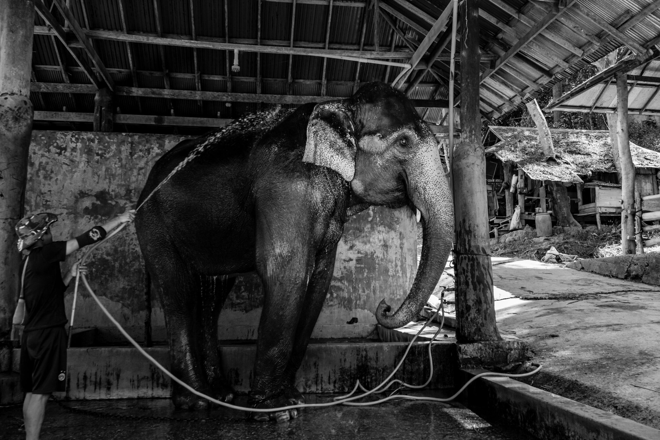 Black and white photo of a man washing an elephant in a zoo setting.