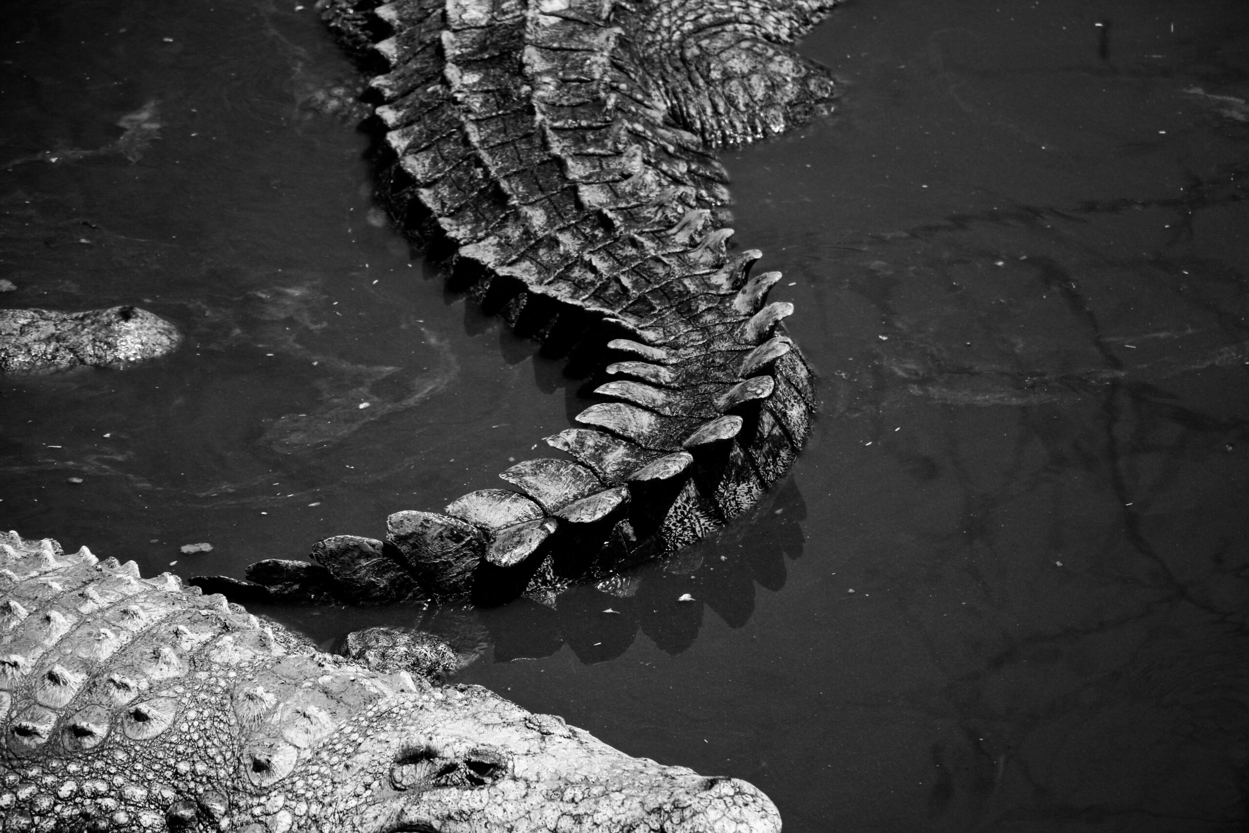 Black and white close-up image showcasing the textured tails of alligators in water.