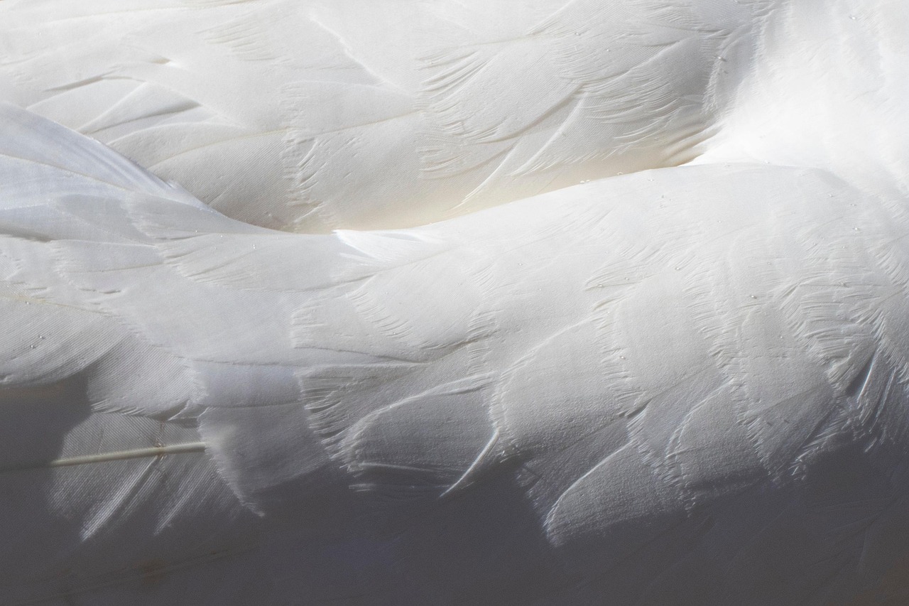 feathers, white, swan, plumage, bird feathers, waterfowl, texture, soft, closeup, feathers, feathers, swan, swan, swan, texture, texture, texture, texture, soft, soft, soft, soft, soft
